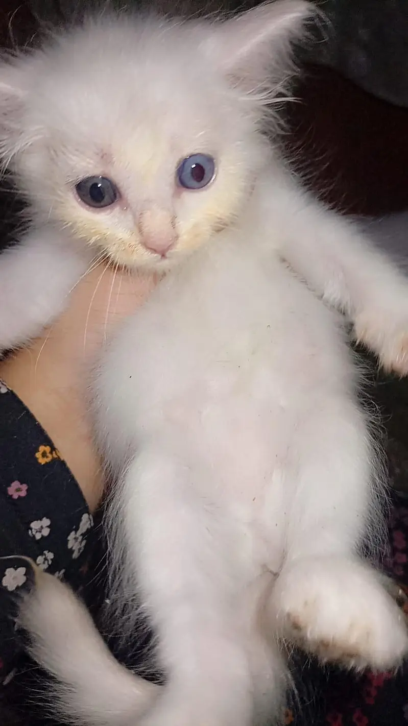 parsion kitten triple coated — photo 9