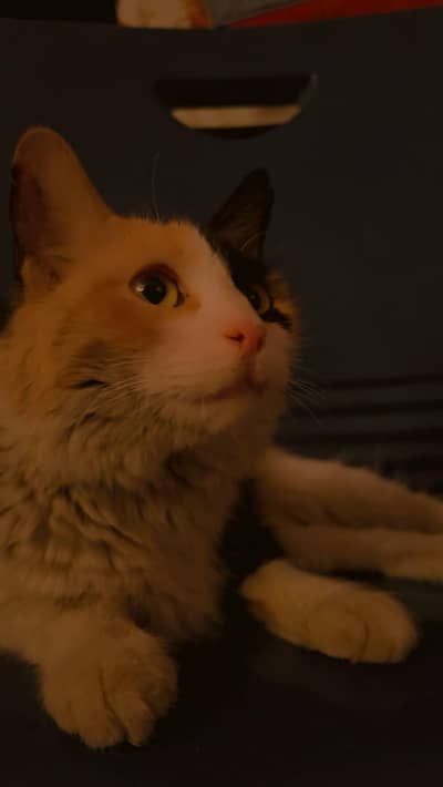 Beautiful Domestic Medium Hair Calico Cat