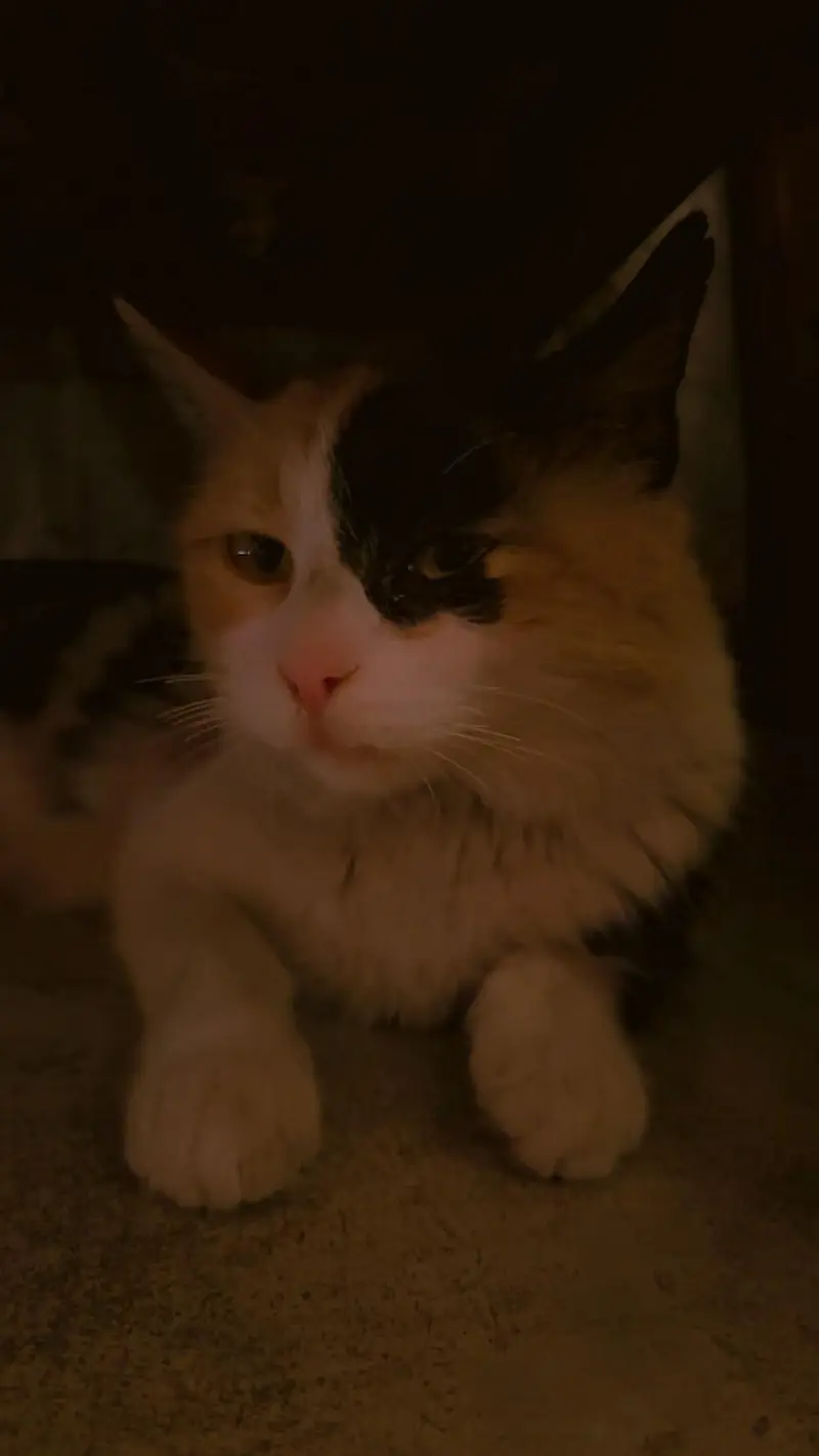 Beautiful Domestic Medium Hair Calico Cat — photo 2