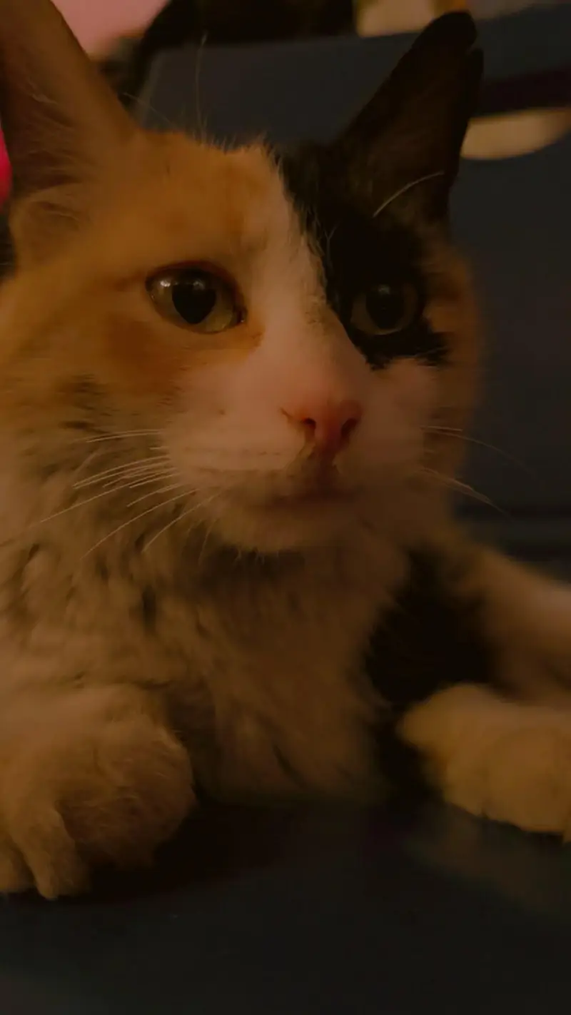 Beautiful Domestic Medium Hair Calico Cat — photo 3