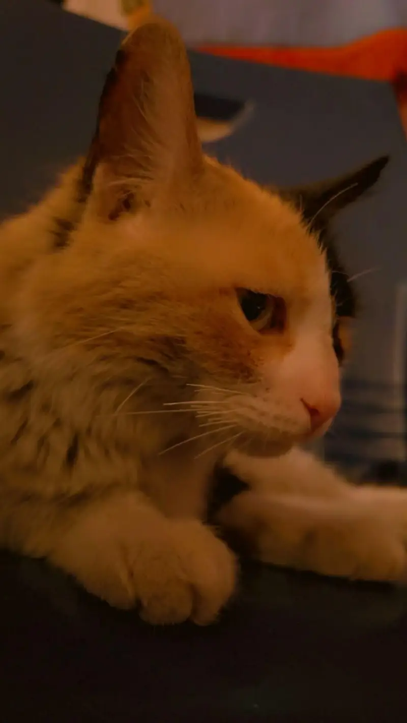 Beautiful Domestic Medium Hair Calico Cat — photo 5