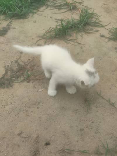 Persian  cat brown colour white colour