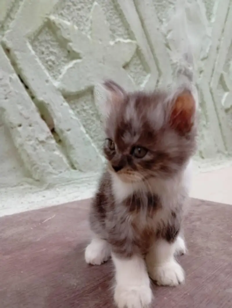 sirious buyer contact kara 03180851354 — photo 2