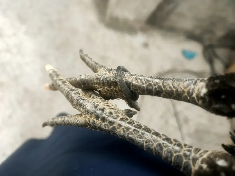 Aseel pathi for sale — photo 4