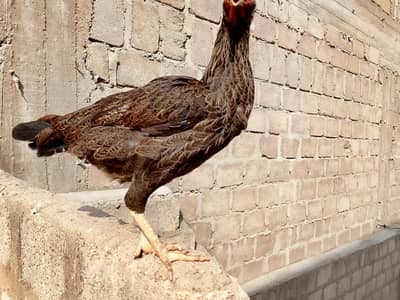 aseel hen