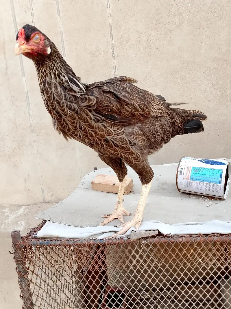 aseel hen — photo 2