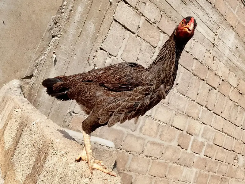 aseel hen — photo 3