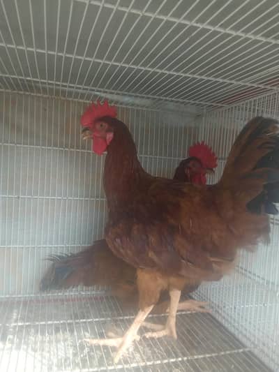 Rir yellow leg male