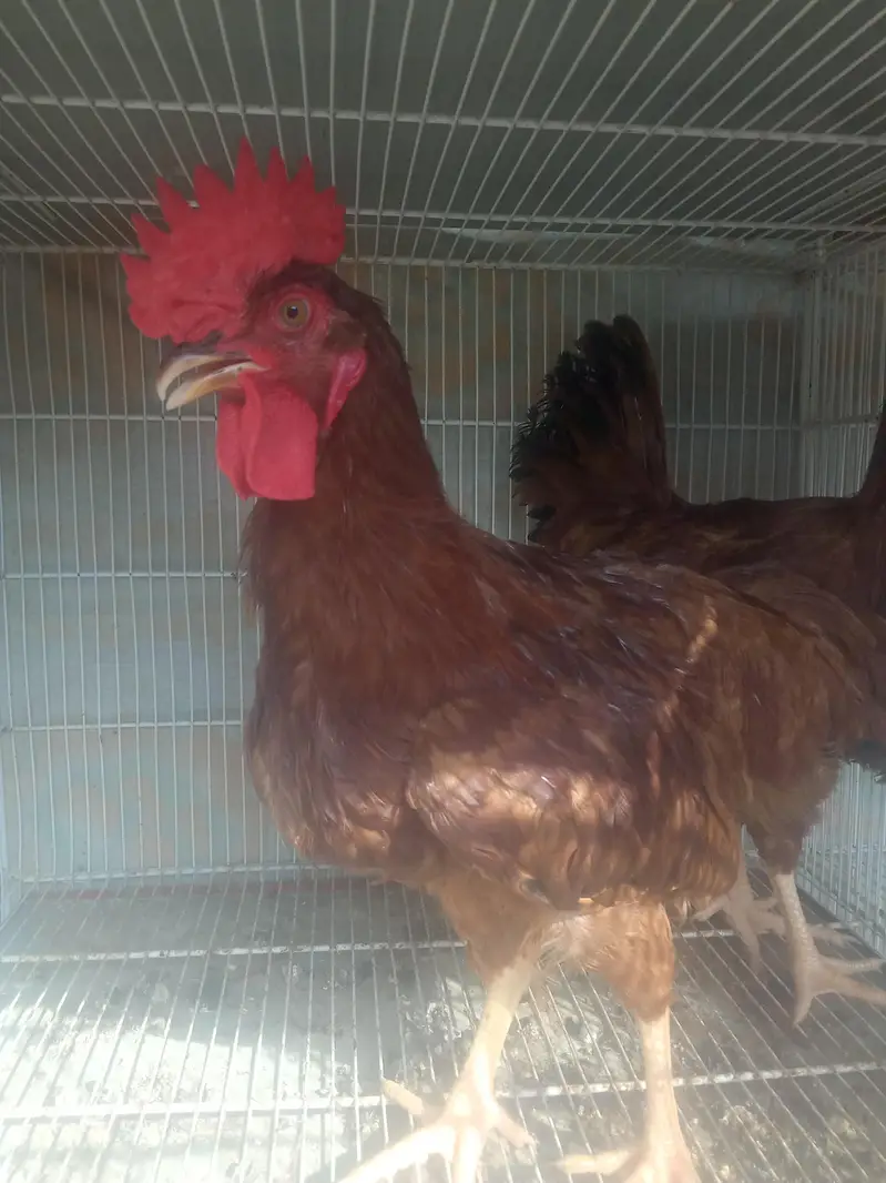 Rir yellow leg male — photo 2