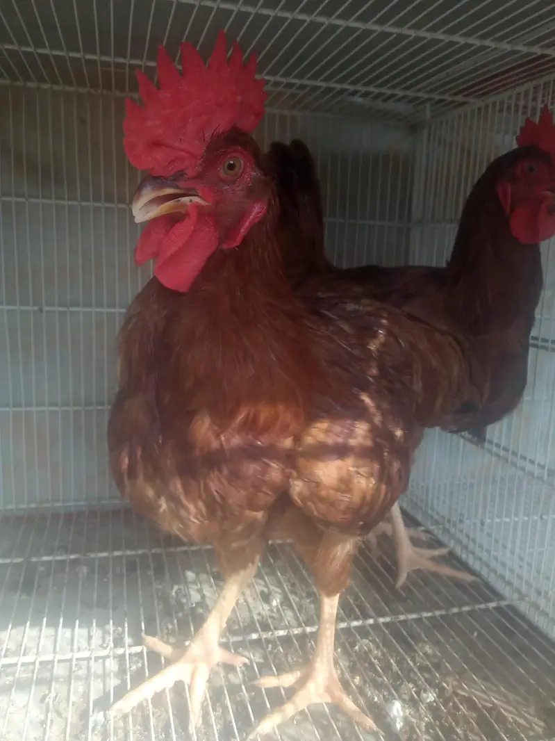 Rir yellow leg male — photo 3
