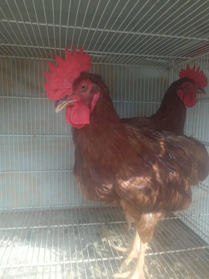 Rir yellow leg male — photo 4