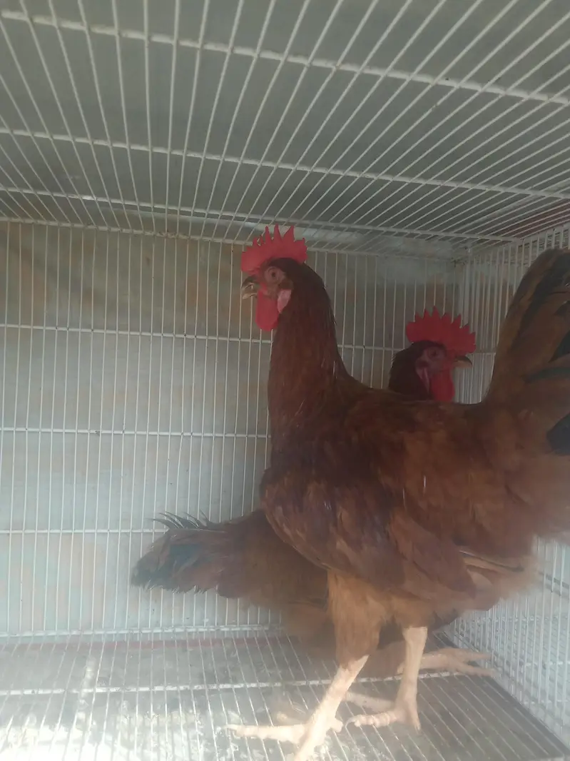 Rir yellow leg male — photo 5