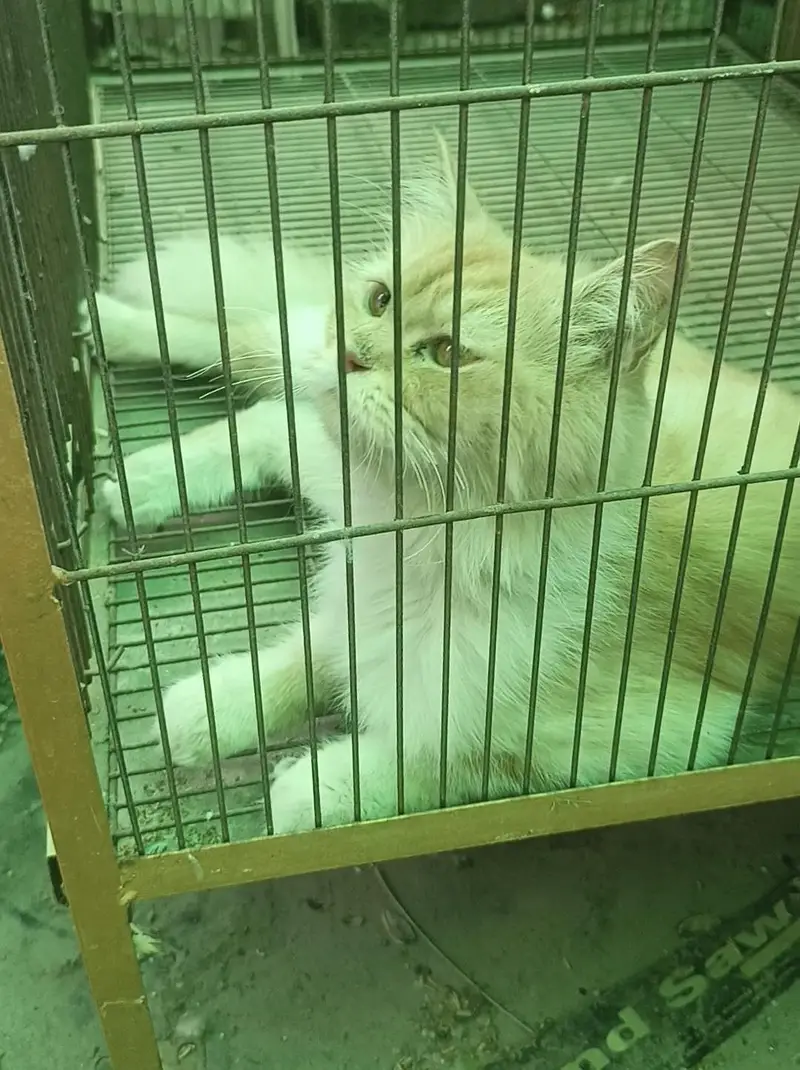 cat femle