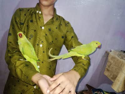 breeder pair 10000