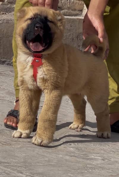 Kangal | pure Kangal |original Kangal puppy | Turkish kangal dog
