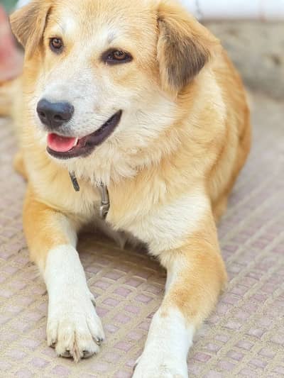 Golden retriever and Afghankochi cross female