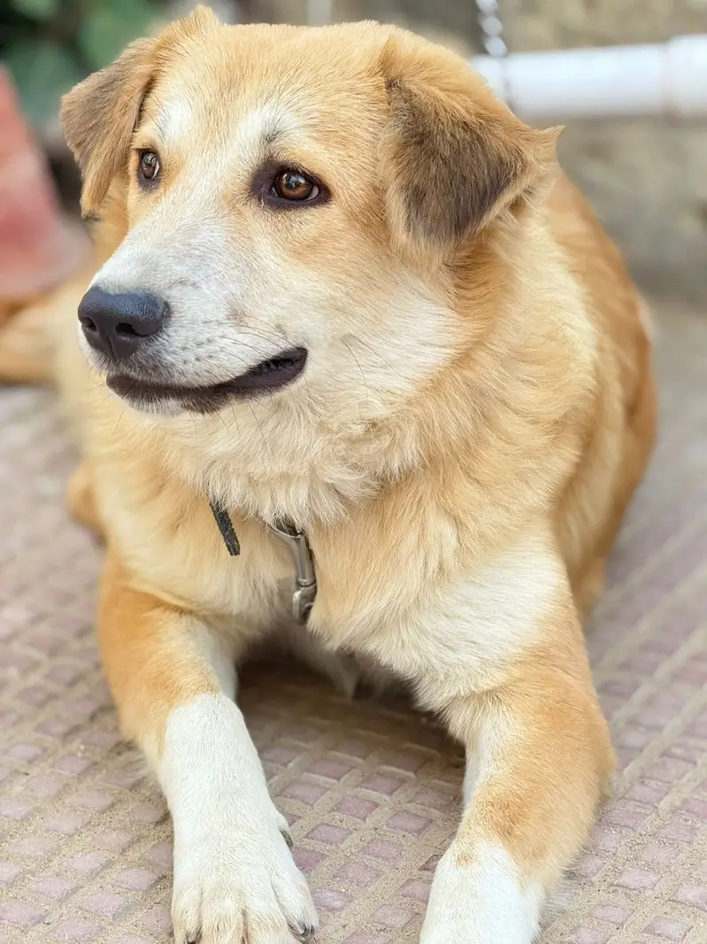 Golden retriever and Afghankochi cross female — photo 2