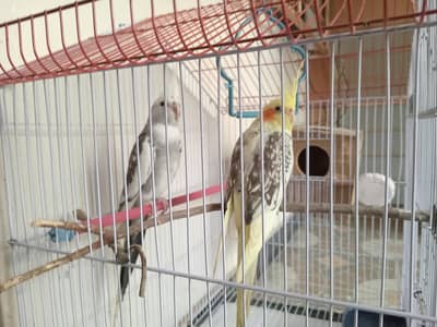 Breedable Parrot cockatiel pair