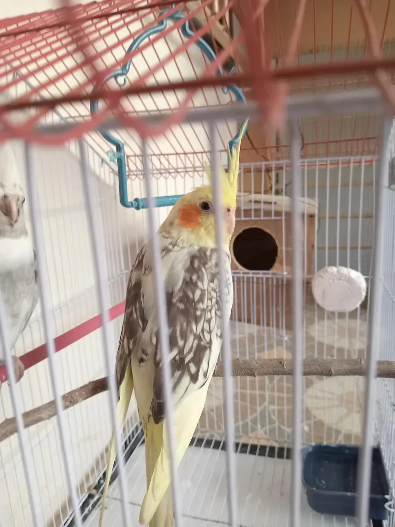 Breedable Parrot cockatiel pair — photo 2
