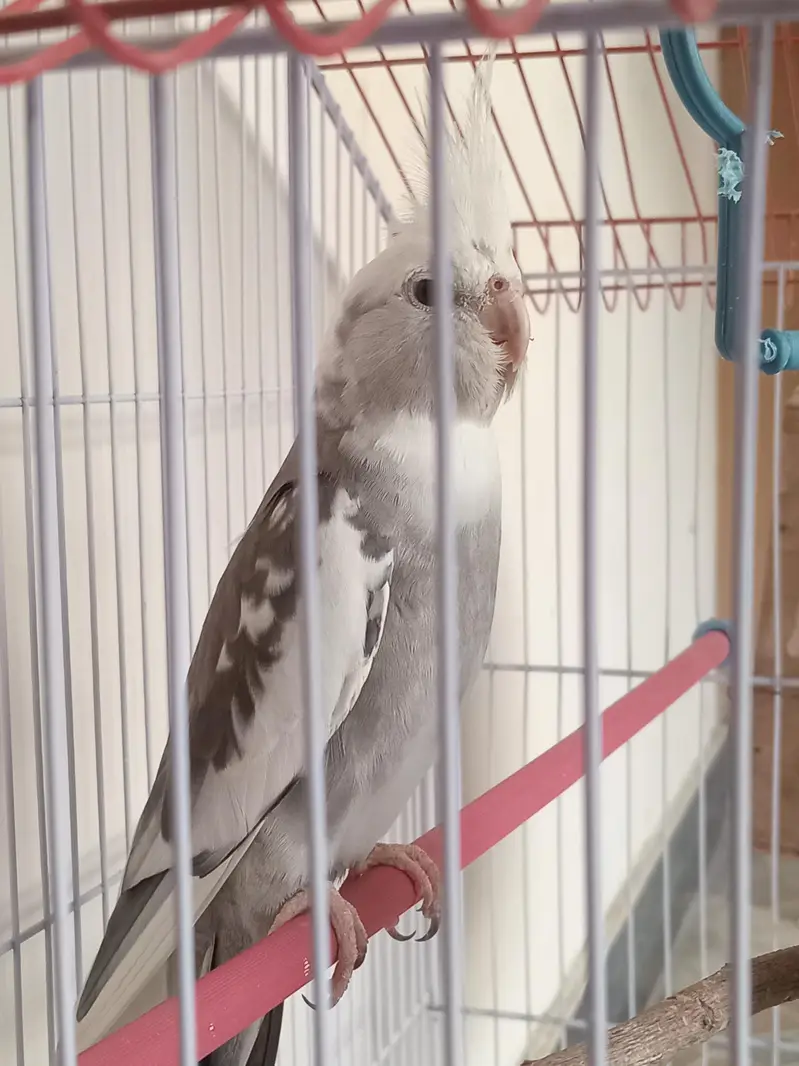 Breedable Parrot cockatiel pair — photo 3