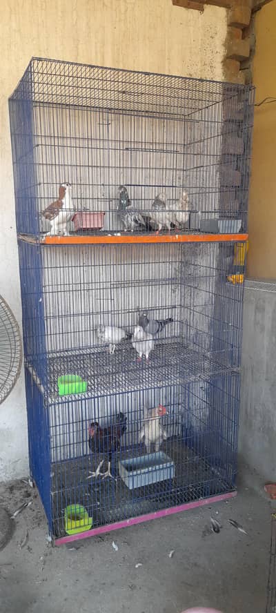 Bird Cages