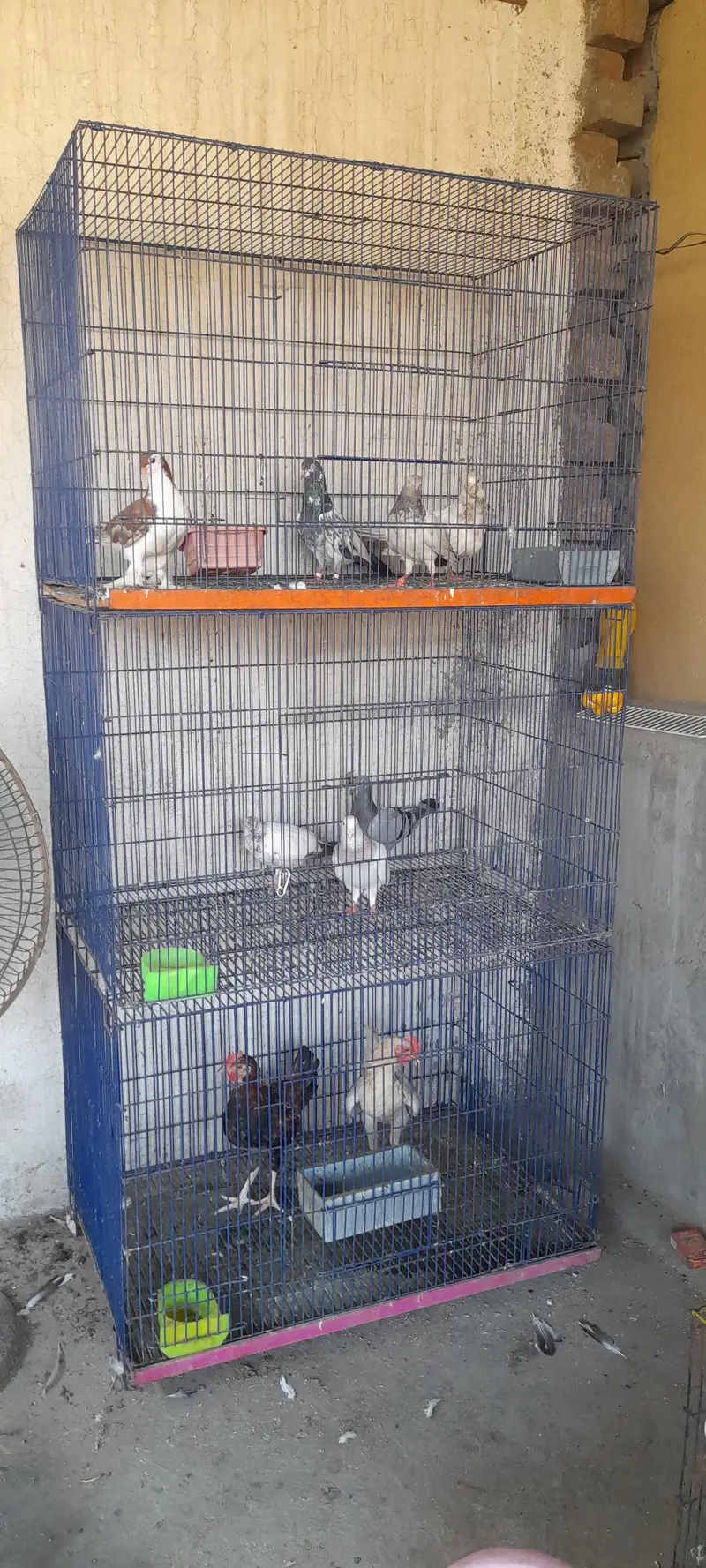 Bird Cages — photo 2