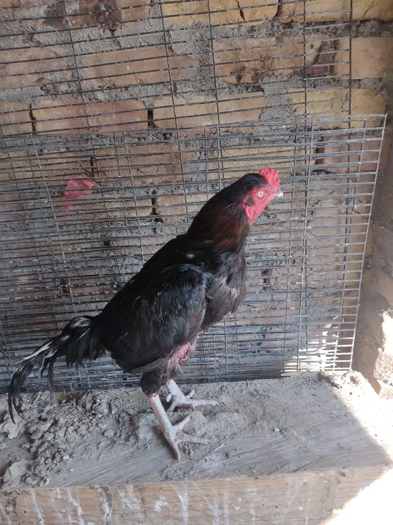 home breed — photo 2