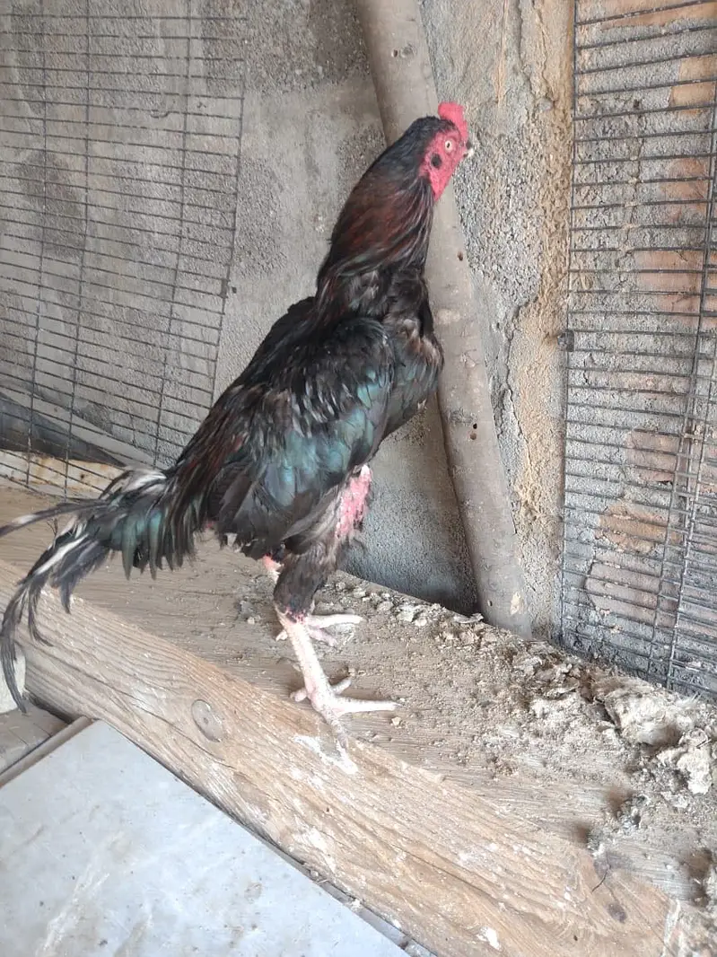 home breed — photo 3