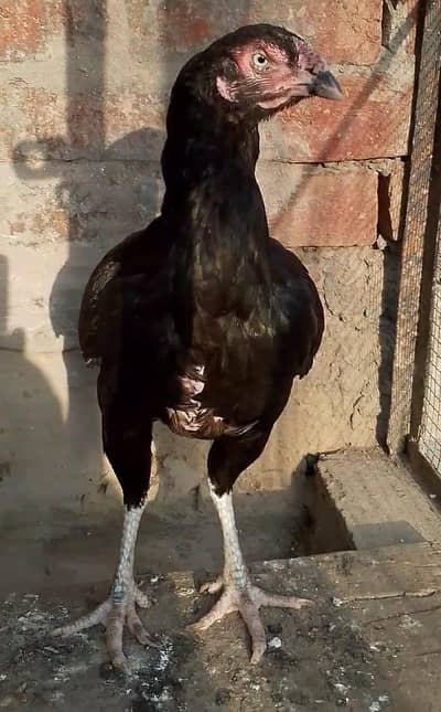 black aseel murgi