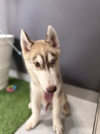 Siberian husky