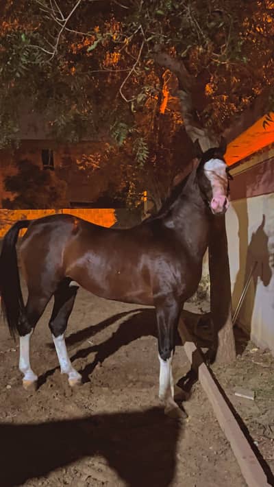 Imported Persian horse rare