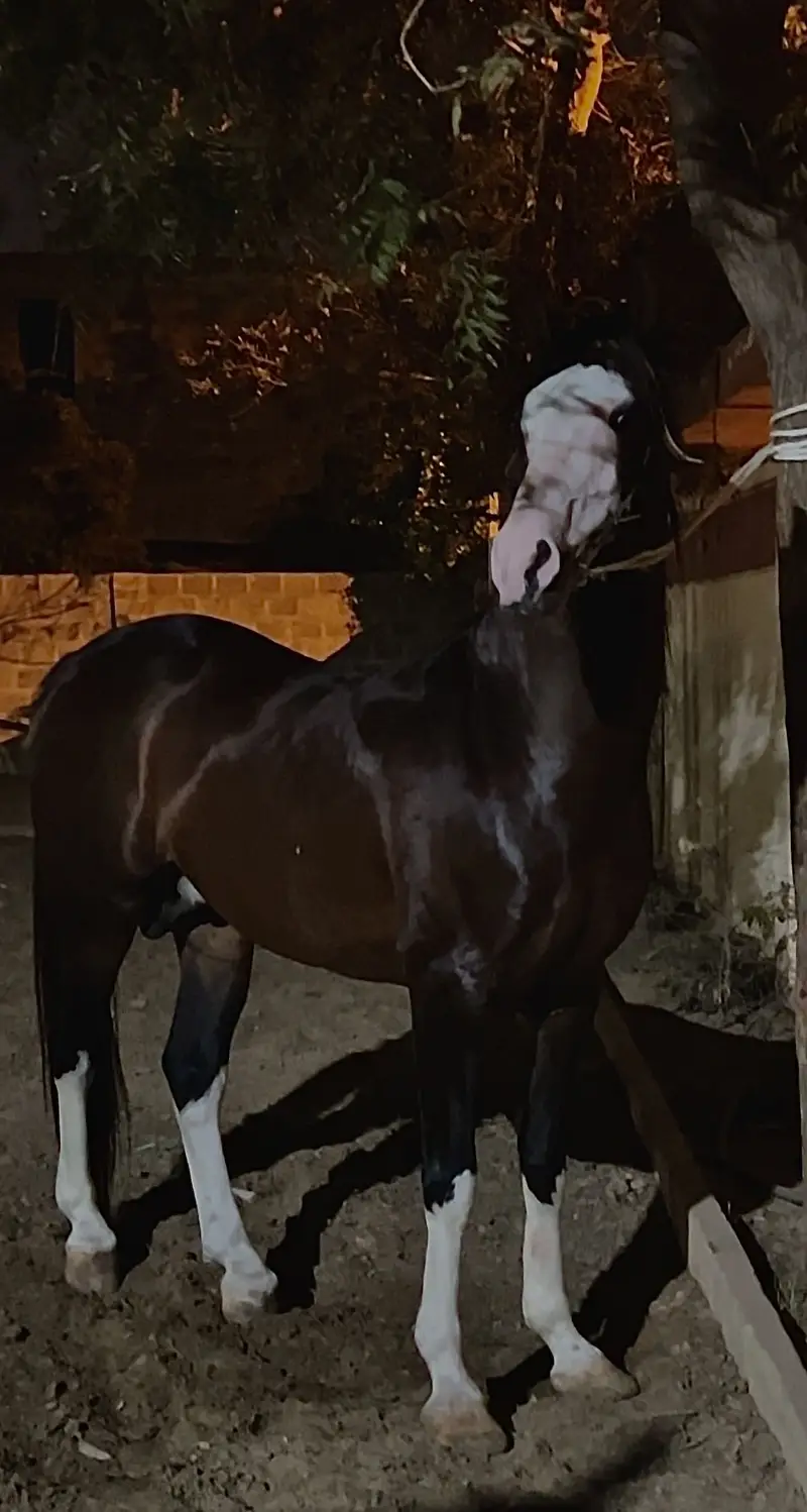 Imported Persian horse rare — photo 2