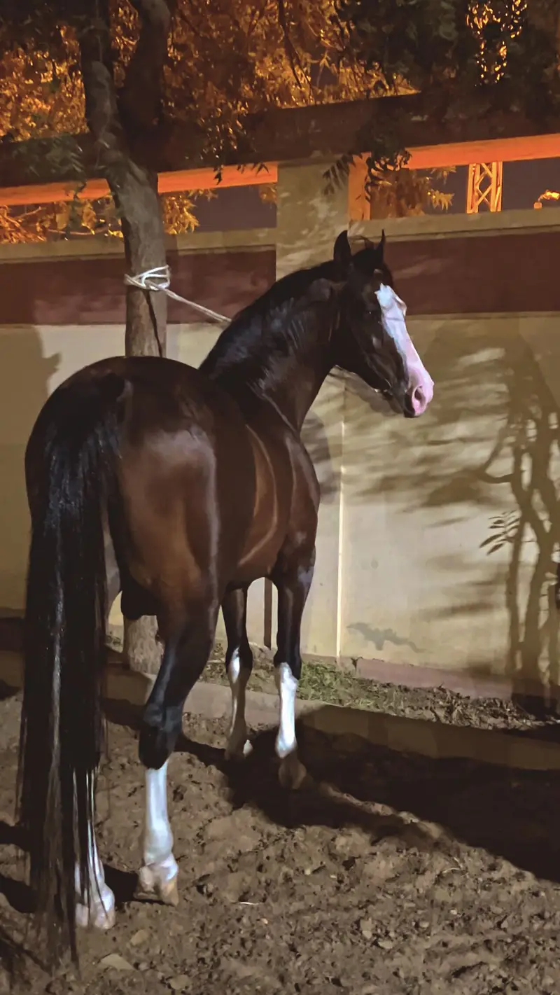 Imported Persian horse rare — photo 3
