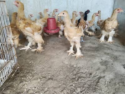 Golden Buff Chicks 4 to 5 months old