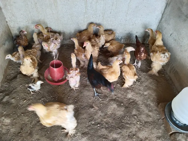 Golden Buff Chicks 4 to 5 months old — photo 2