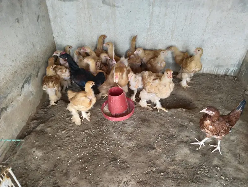 Golden Buff Chicks 4 to 5 months old — photo 3