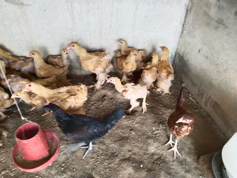 Golden Buff Chicks 4 to 5 months old — photo 4