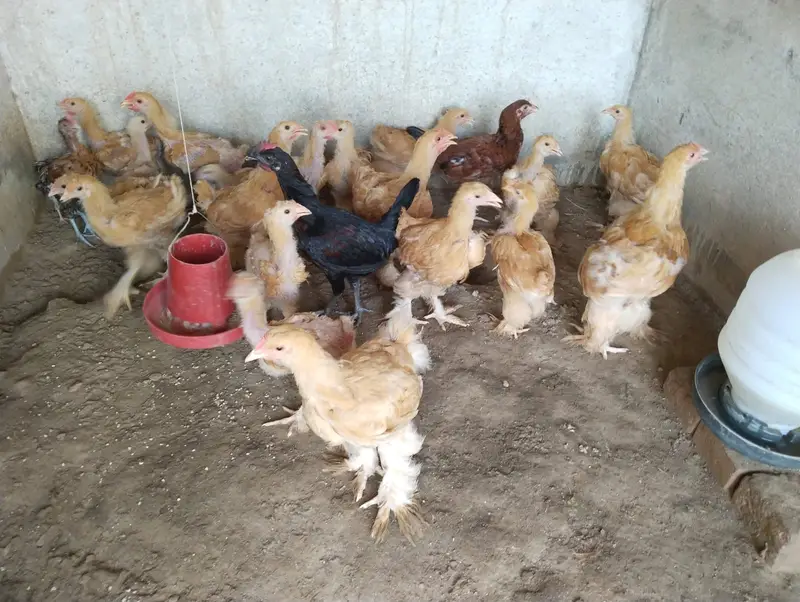 Golden Buff Chicks 4 to 5 months old — photo 5