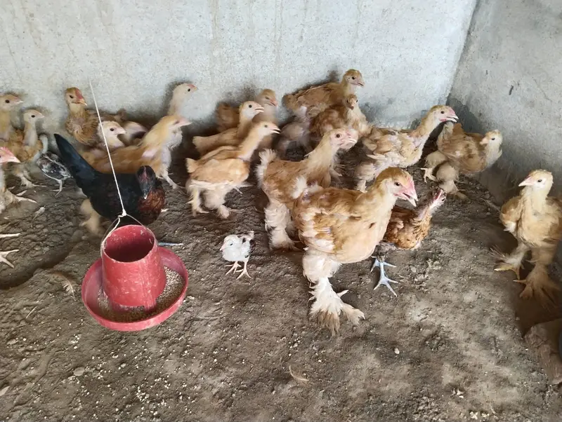 Golden Buff Chicks 4 to 5 months old — photo 6