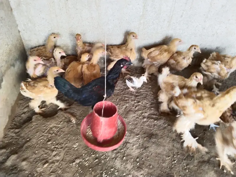 Golden Buff Chicks 4 to 5 months old — photo 7