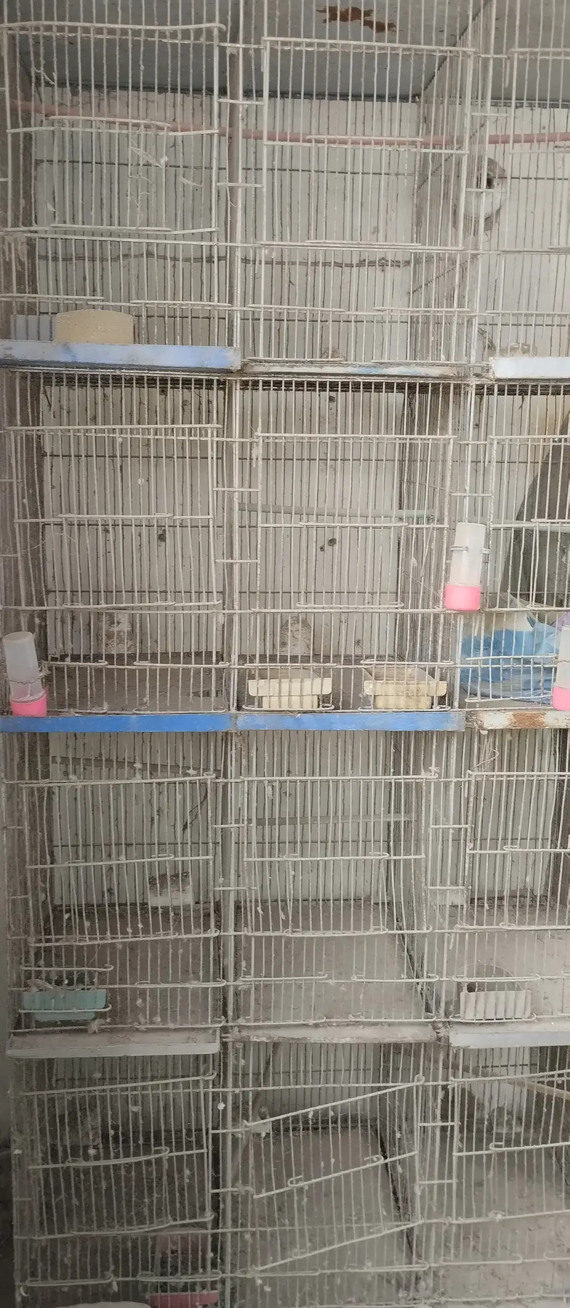 Parrot cages for sale