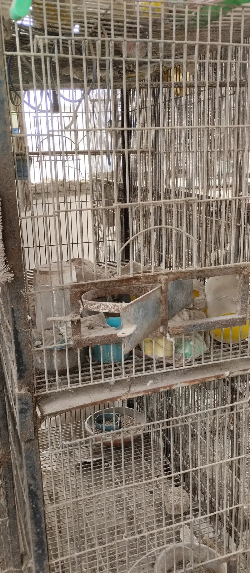 Parrot cages for sale — photo 3