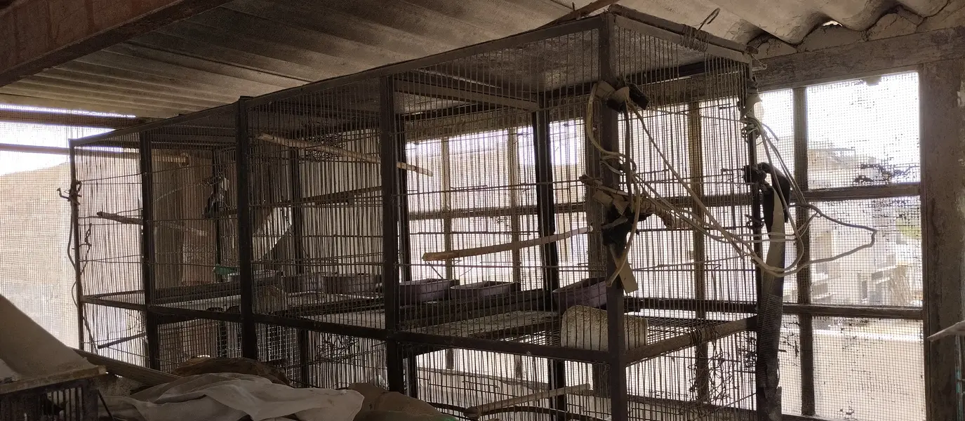 Parrot cages for sale — photo 6