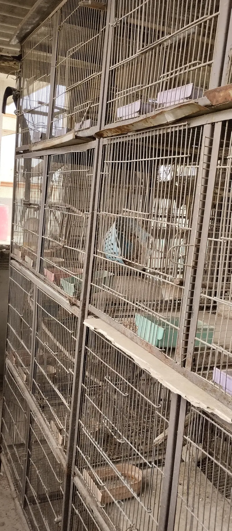 Parrot cages for sale — photo 8