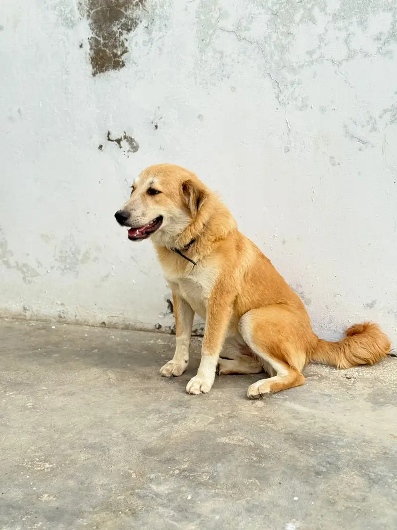 Golden retriever and Afghankochi cross female — photo 2