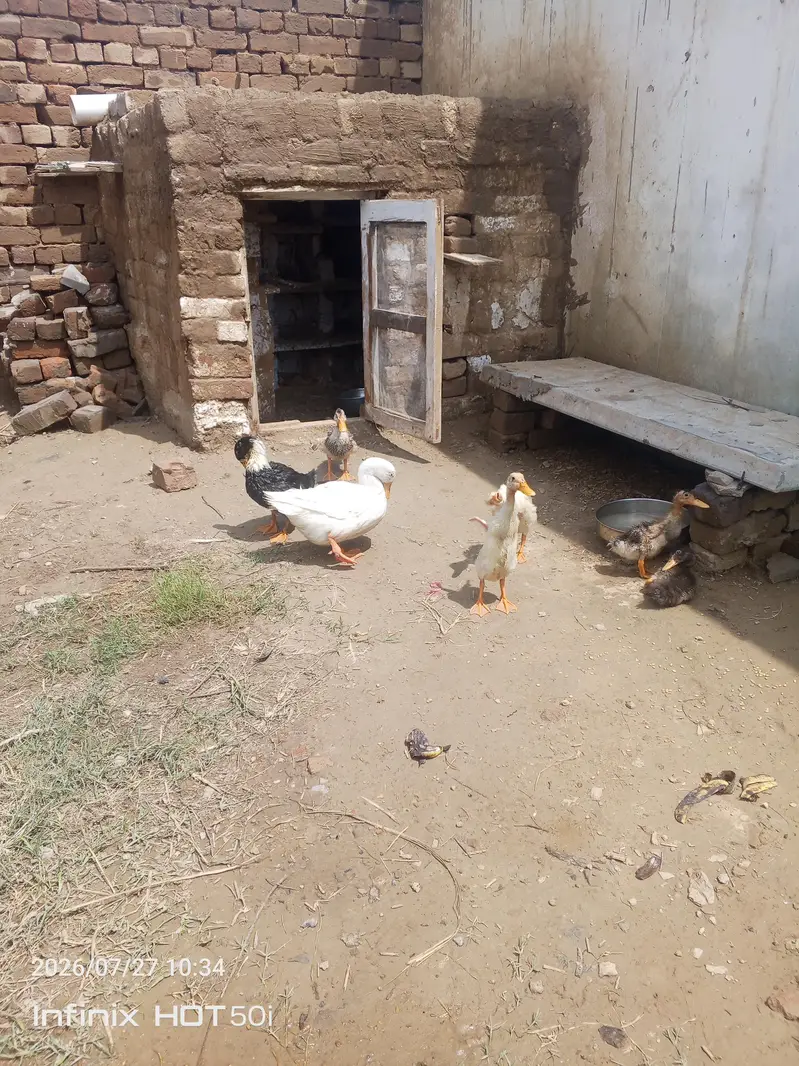 2pair hy 6 bachy hy gujjar khan location