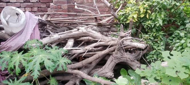 dry wood
