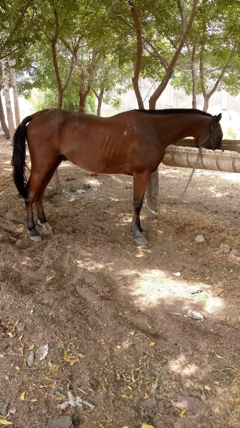 thorough breed — photo 2