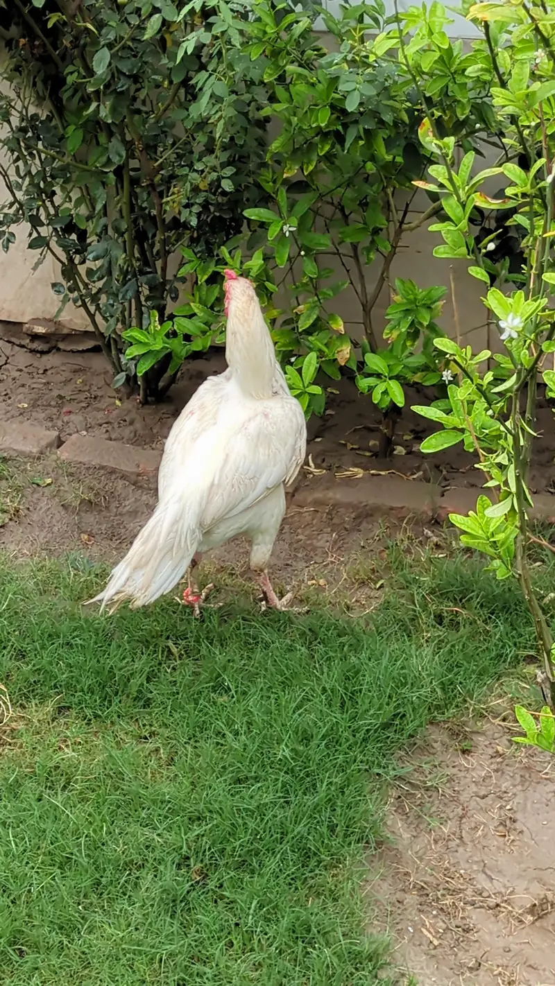 Heera aseel male with 1 female — photo 3