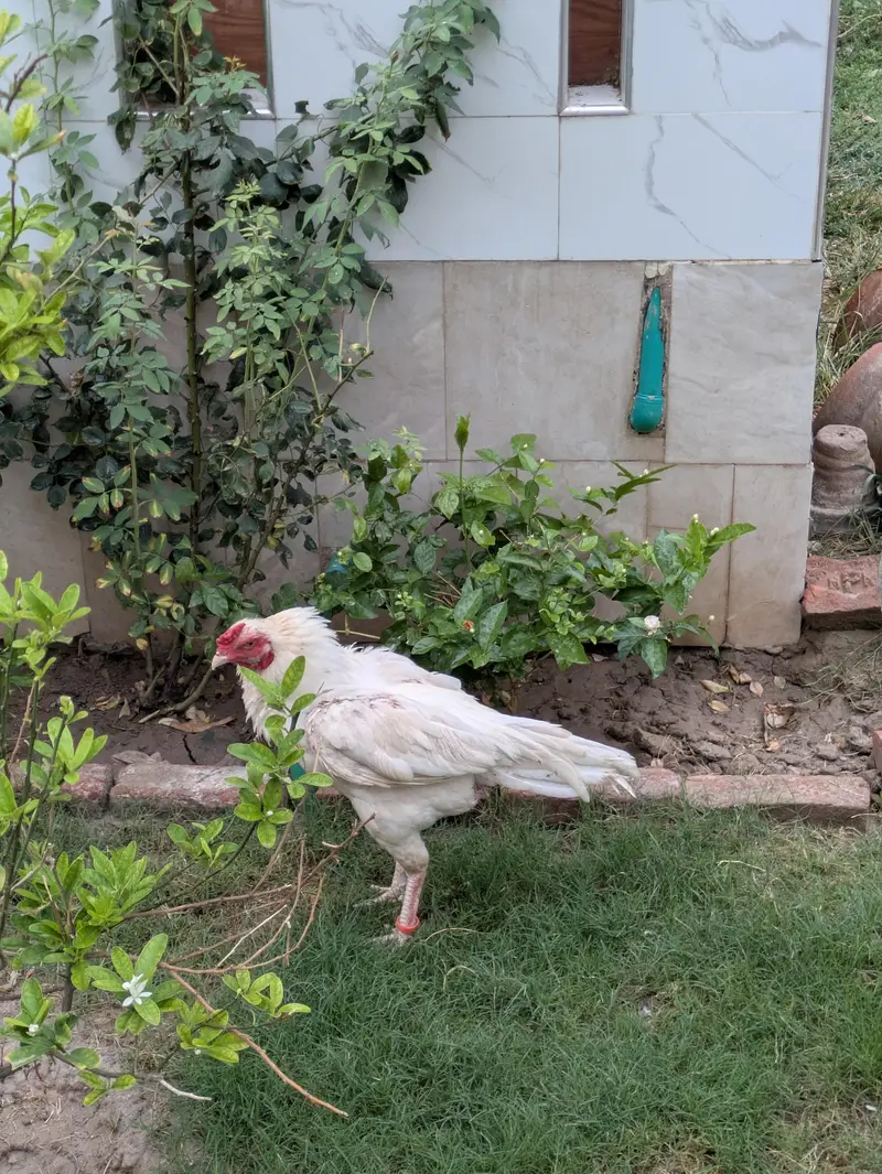 Heera aseel male with 1 female — photo 7